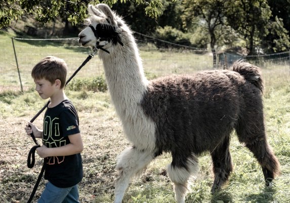 Ein unvergesslicher Kindergeburtstag mit Lamas: Führen der Lamas auf der Weide Ein unvergesslicher Kindergeburtstag mit Lamas: Führen der Lamas auf der Weide