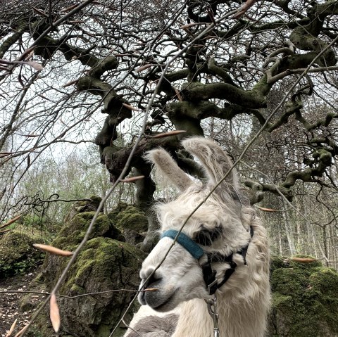 Magische Orte (2), © eifelnomaden, J. Baums Magische Orte (2), © eifelnomaden, J. Baums