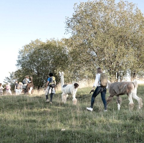 Lamawanderung Schönecker Schweiz, © Eifelnomaden Hersdorf, Foto Wilhelmine Jörissen Lamawanderung Schönecker Schweiz, © Eifelnomaden Hersdorf, Foto Wilhelmine Jörissen