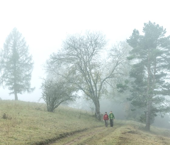 Mystische Stimmung bei Morgennebel auf dem Schneifelpfad in der Schönecker Schweiz, © Eifel Tourismus GmbH, D. Ketz Mystische Stimmung bei Morgennebel auf dem Schneifelpfad in der Schönecker Schweiz, © Eifel Tourismus GmbH, D. Ketz