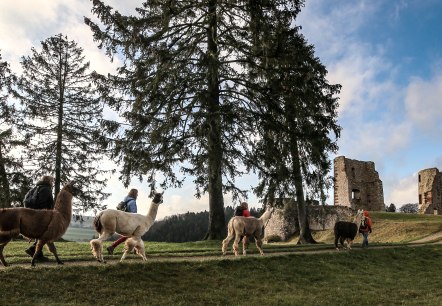 Eifelnomaden an der Burgruine Schönecken, © Eifelnomaden, Julietta Baums Eifelnomaden an der Burgruine Schönecken, © Eifelnomaden, Julietta Baums