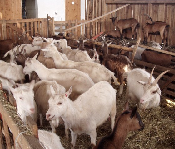 Hof Steinrausch 2, © Ziegenhof Steinrausch Hof Steinrausch 2, © Ziegenhof Steinrausch