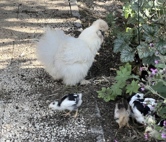 Henne Popcorn und ihre Küken Henne Popcorn und ihre Küken