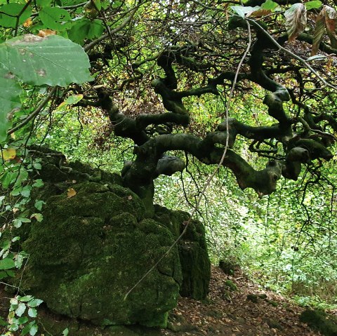 KrausbuchenWeg_Schönecker Schweiz_Sebastian Wiesen_10.2021 (6), © Tourist-Information Prümer Land, Sebastian Wiesen KrausbuchenWeg_Schönecker Schweiz_Sebastian Wiesen_10.2021 (6), © Tourist-Information Prümer Land, Sebastian Wiesen