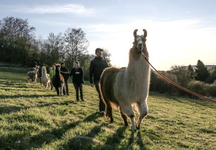 Lamawanderung (2), © eifelnomaden, J. Baums Lamawanderung (2), © eifelnomaden, J. Baums