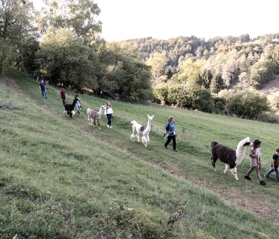 Eifelnomaden Lamas in der Schönecker Schweiz, © Eifelnomaden, Julietta Baums Eifelnomaden Lamas in der Schönecker Schweiz, © Eifelnomaden, Julietta Baums