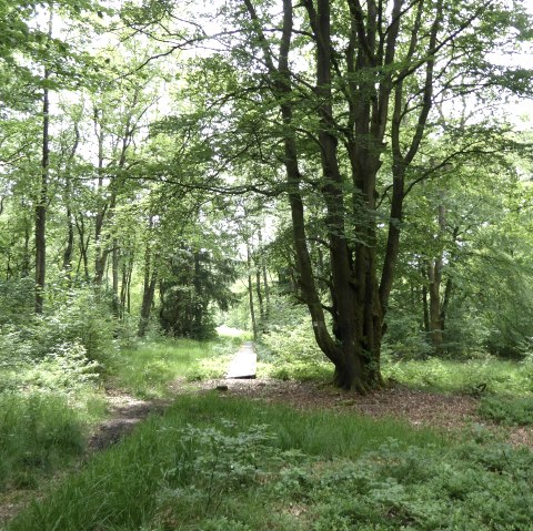 Moore-Pfad Schneifel, © Tourist-Information Prümer Land Moore-Pfad Schneifel, © Tourist-Information Prümer Land