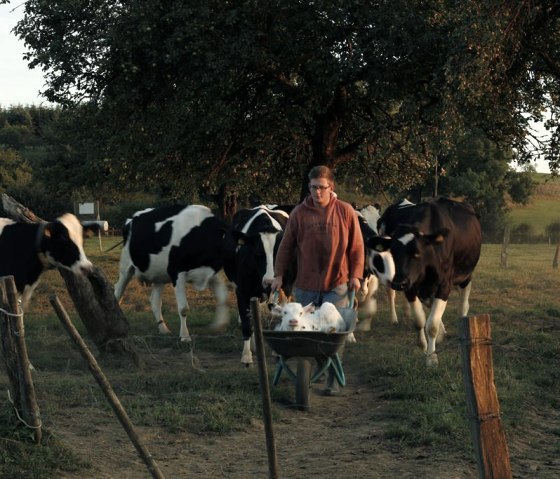 Ein Kälbchen wird geboren Ein Kälbchen wird geboren