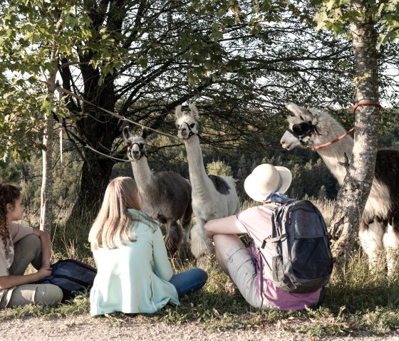 Lama-Wanderung (2), © eifelnomaden, J. Baums Lama-Wanderung (2), © eifelnomaden, J. Baums