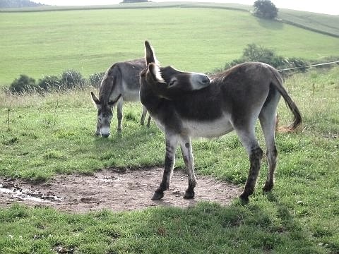 Esel angrenzend zur Anlage Esel angrenzend zur Anlage