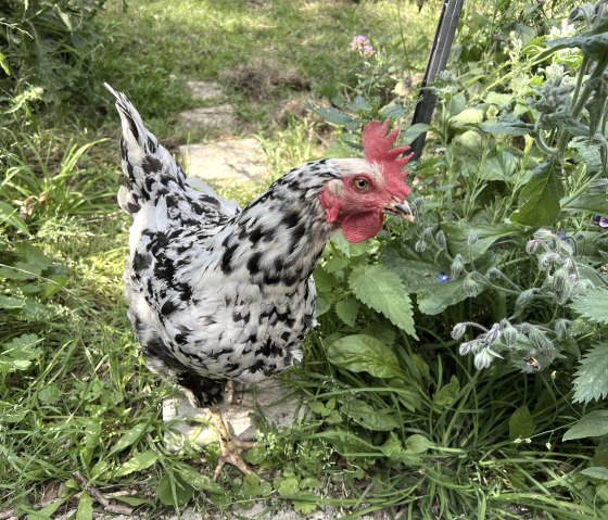 Henne Feli Henne Feli