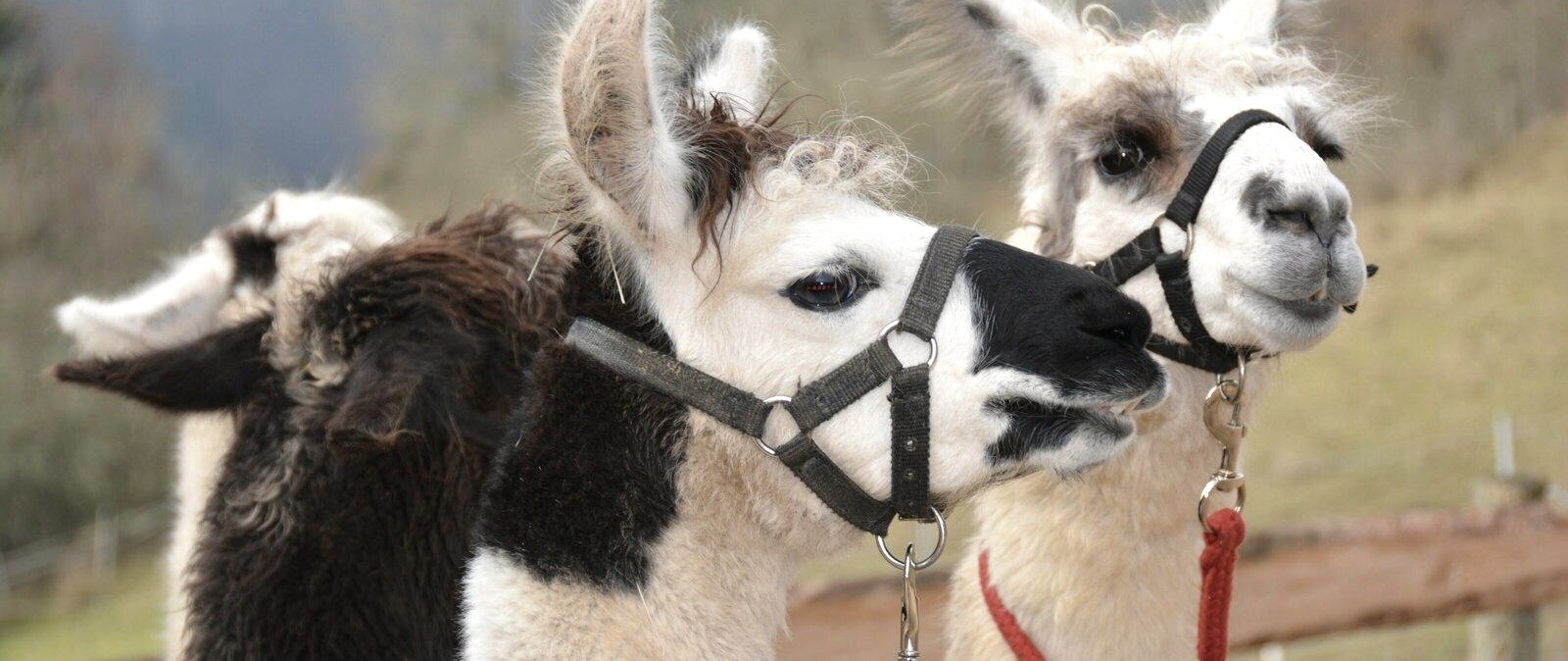 Lamas aus Hersdorf, © Eifelnomaden Hersdorf, Foto Sabine Wolter Lamas aus Hersdorf, © Eifelnomaden Hersdorf, Foto Sabine Wolter