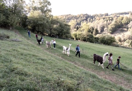 Lama- Wanderung, © eifelnomaden, J. Baums Lama- Wanderung, © eifelnomaden, J. Baums