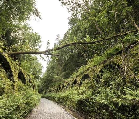 An overgrown tunnel on the Vennbahn, surrounded by lush greenery. A fallen tree lies across the tunnel., © vennbahn.eu An overgrown tunnel on the Vennbahn, surrounded by lush greenery. A fallen tree lies across the tunnel., © vennbahn.eu