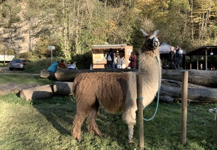 Schlemmen, © eifelnomaden, J. Baums Schlemmen, © eifelnomaden, J. Baums