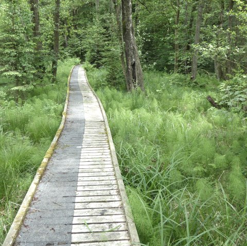 Moore-Pfad, © G. Sternitzke Moore-Pfad, © G. Sternitzke