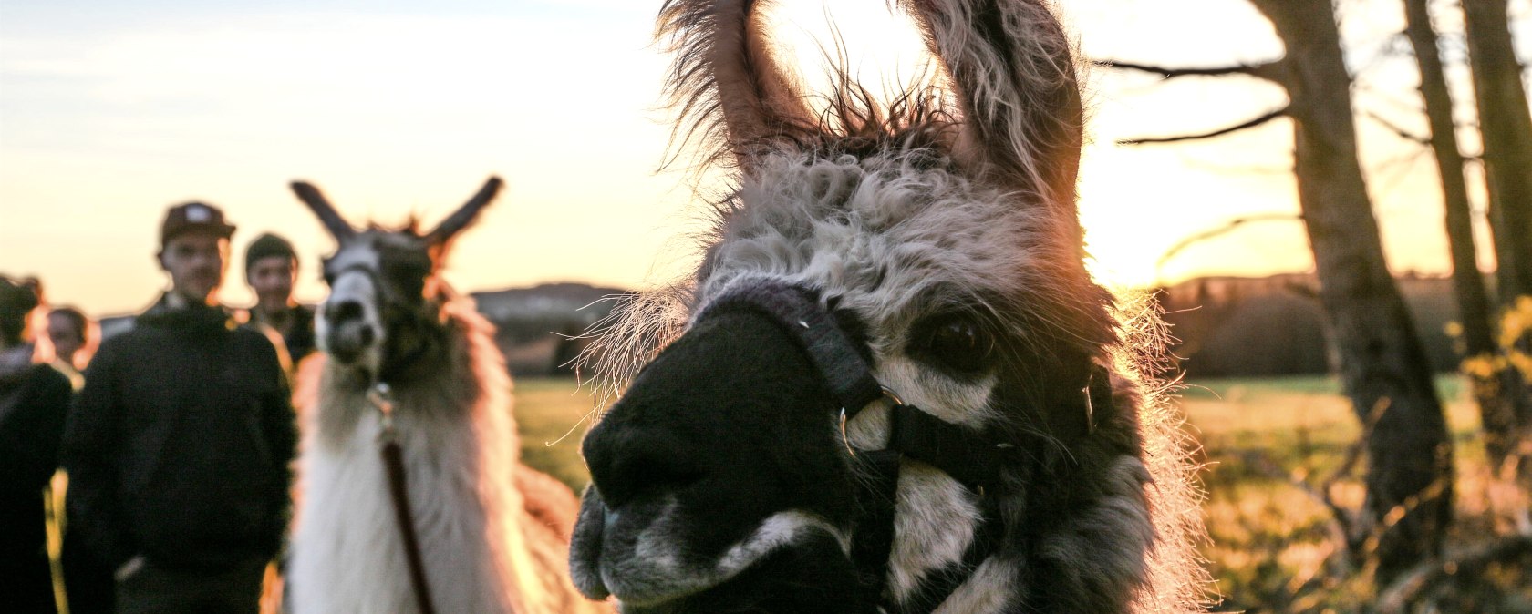 Mittsommer, © eifelnomaden, J. Baums Mittsommer, © eifelnomaden, J. Baums