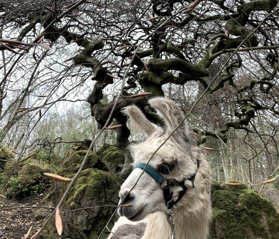 Magische Orte (2), © eifelnomaden, J. Baums Magische Orte (2), © eifelnomaden, J. Baums