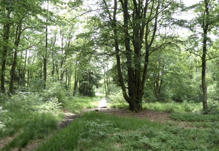 Moore-Pfad Schneifel, © Tourist-Information Prümer Land Moore-Pfad Schneifel, © Tourist-Information Prümer Land