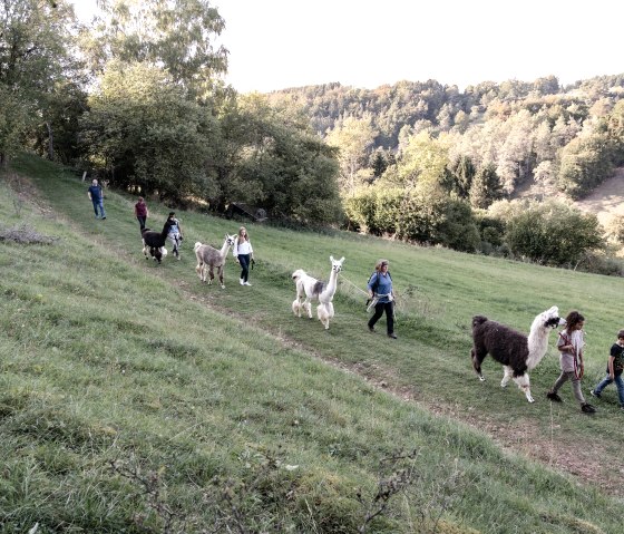 Lama- Wanderung, © eifelnomaden, J. Baums Lama- Wanderung, © eifelnomaden, J. Baums