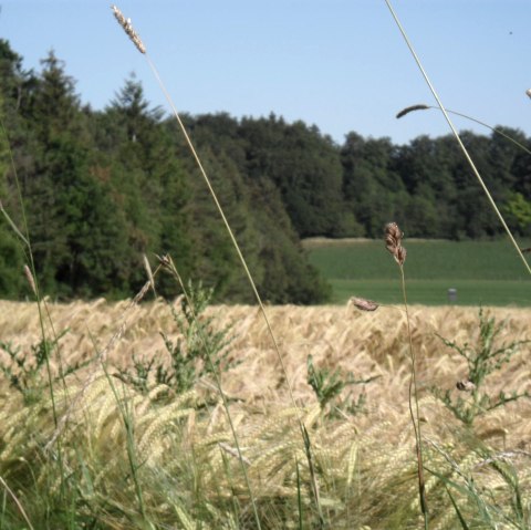 Rommersheim, © Andrea Hohn Rommersheim, © Andrea Hohn