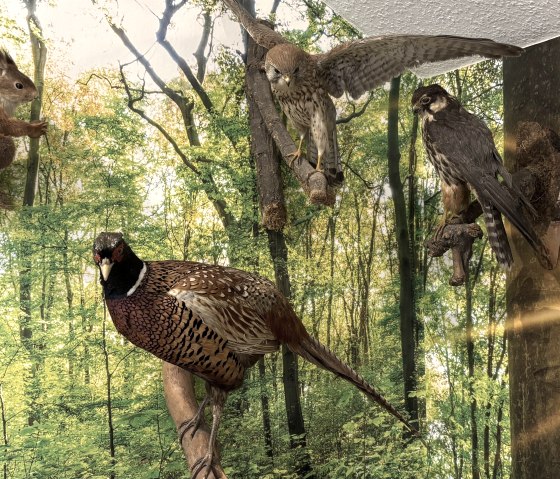 Ausstellung, © Naturpark Nordeifel Ausstellung, © Naturpark Nordeifel