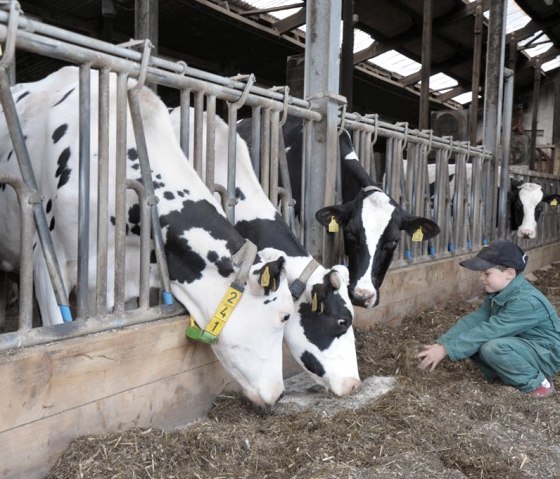 Sohn Kühe 3 Sohn Kühe 3