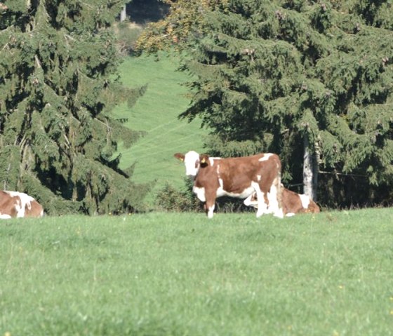 Reine Natur Reine Natur