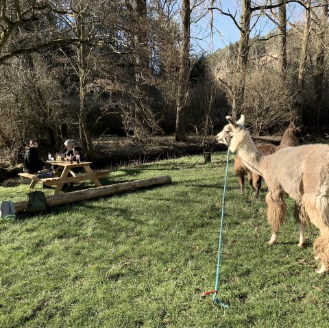 Eifelnomaden Rastplatz Nice Corner, © Eifelnomaden, Julietta Baums Eifelnomaden Rastplatz Nice Corner, © Eifelnomaden, Julietta Baums