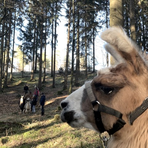 Lama-Spaziergang eifelnomaden (2), © eifelnomaden, J. Baums Lama-Spaziergang eifelnomaden (2), © eifelnomaden, J. Baums