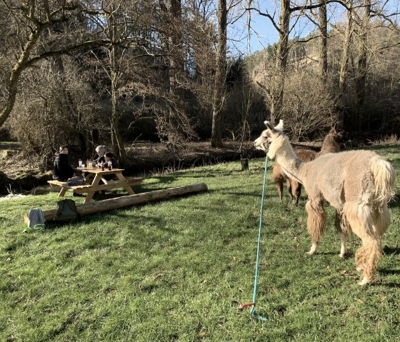 Eifelnomaden Rastplatz Nice Corner, © Eifelnomaden, Julietta Baums Eifelnomaden Rastplatz Nice Corner, © Eifelnomaden, Julietta Baums