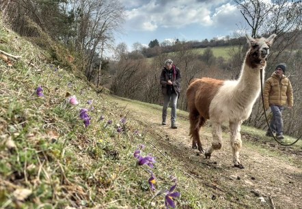 Lamawanderung, © eifelnomaden, J. Baums Lamawanderung, © eifelnomaden, J. Baums