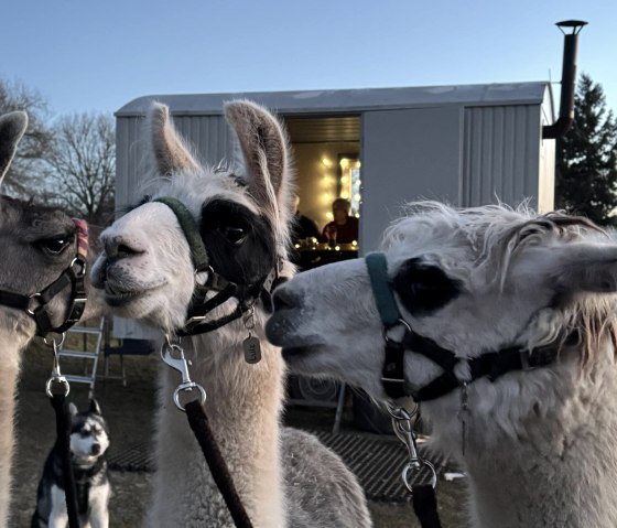 Winterwanderung 2, © eifelnomaden, J. Baums Winterwanderung 2, © eifelnomaden, J. Baums