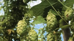 Hopfen, © Felsenland Südeifel Tourismus GmbH / Anna Carina Krebs Hopfen, © Felsenland Südeifel Tourismus GmbH / Anna Carina Krebs