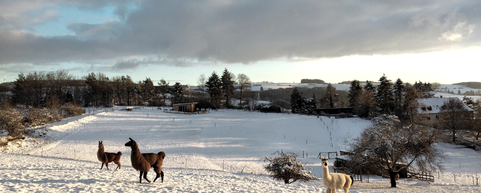 Lamas im Schnee, © eifelnomaden, J. Baums Lamas im Schnee, © eifelnomaden, J. Baums