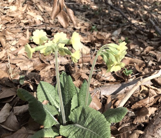 IMG_7667-Schönecker Schweiz,Primel (2), © Eifel Tourismus GmbH IMG_7667-Schönecker Schweiz,Primel (2), © Eifel Tourismus GmbH