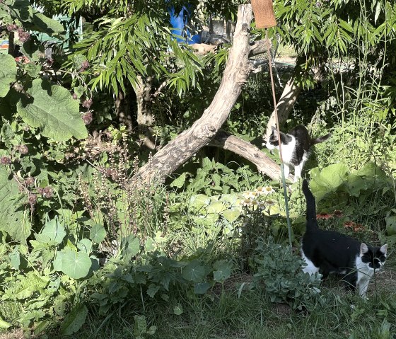 Katzen Mira und Merle Katzen Mira und Merle