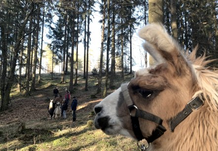 Lama-Spaziergang eifelnomaden (2), © eifelnomaden, J. Baums Lama-Spaziergang eifelnomaden (2), © eifelnomaden, J. Baums