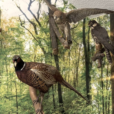 Ausstellung, © Naturpark Nordeifel Ausstellung, © Naturpark Nordeifel