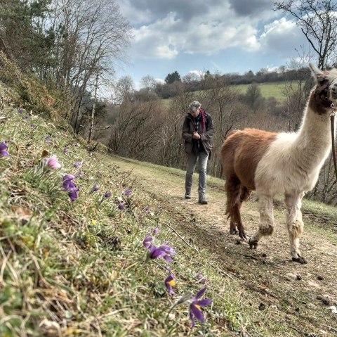 Lamawanderung, © eifelnomaden, J. Baums Lamawanderung, © eifelnomaden, J. Baums