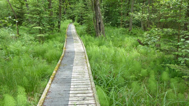 Ein schmaler Holzweg führt durch einen grünen Wald voller Pflanzen. Der Weg lädt zu einem Spaziergang inmitten der Natur ein.