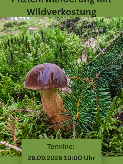 Une forêt regorgeant de mousse verte et de conifères. Au milieu se dresse un beau champignon.