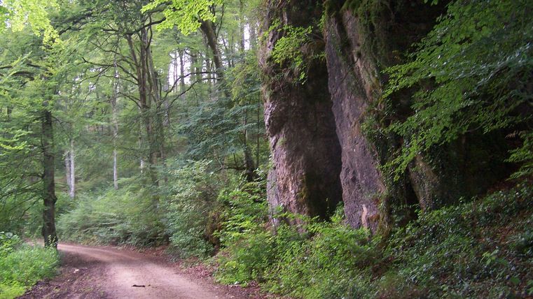 Ein schmaler Weg windingt durch einen grünen Wald. Hohe Bäume und üppiges Blattwerk umgeben die Strecke.
