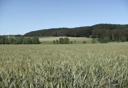 Wandern rund um Rommersheim, © Tourist-Information Prümer Land