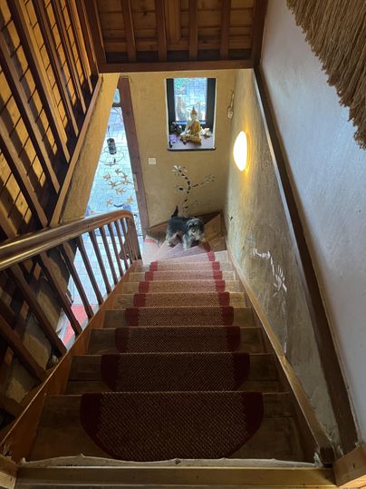 Eine Treppe mit einem Teppich und einem Hund am Ende. Im Hintergrund gibt es ein Fenster und eine Wanddekoration.