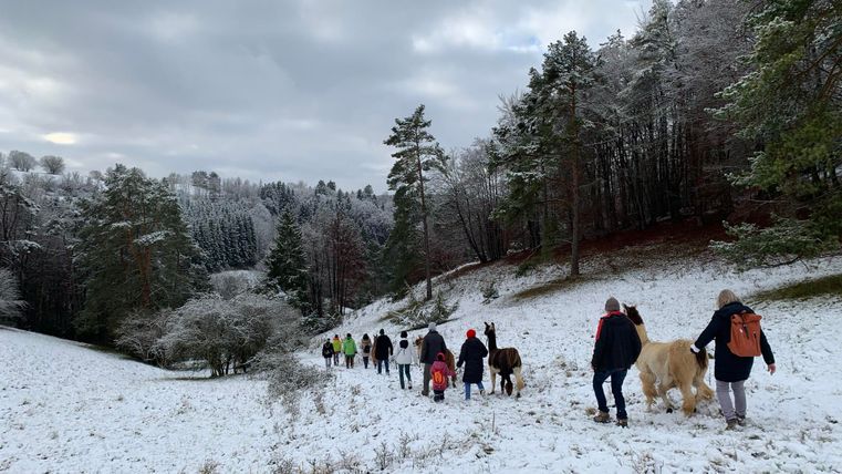 Ein Lama steht auf einer Wiese neben einem Holzstapel. Im Hintergrund sind Menschen und ein Verkaufsstand zu sehen.