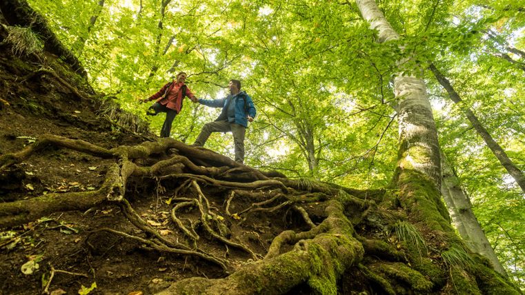 Zwei Wanderer helfen sich auf einem bewurzelten Hang im dichten Wald.