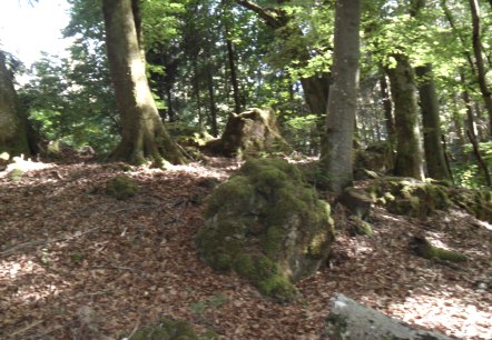 Rundweg zur Krausbuche Rommersheim, &copy; Tourist-Information Pr&uuml;mer Land