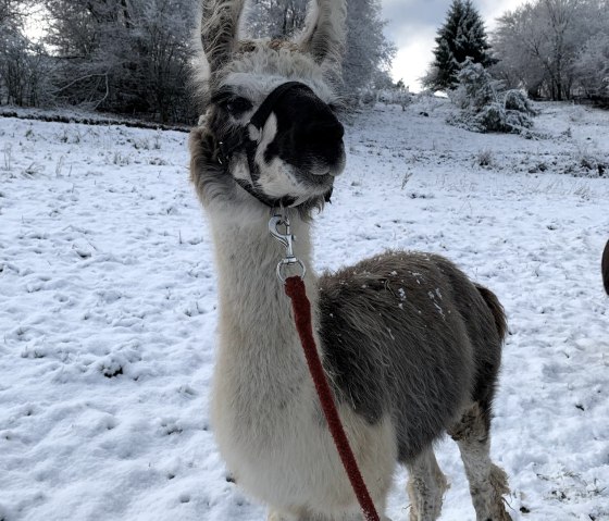 Winter, &copy; eifelnomaden, J. Baums