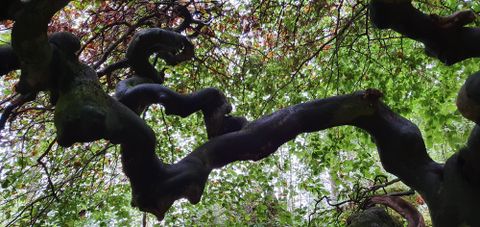 Ein verwundener Baum mit geschwungenen Ästen. Im Hintergrund sind grüne Blätter sichtbar.